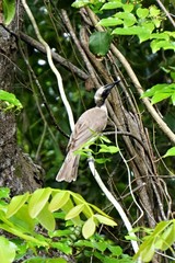 Philemon buceroides yorki