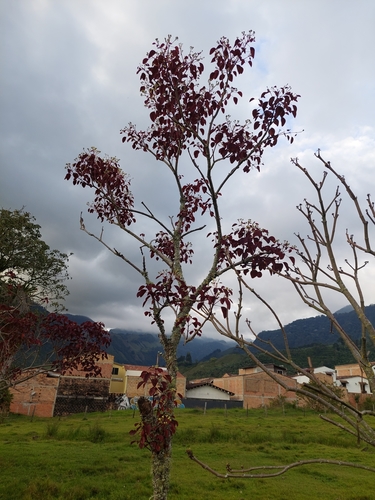 Euphorbia cotinifolia