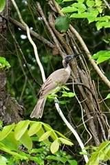 Philemon buceroides yorki
