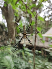 Nephila pilipes