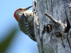 Melanerpes carolinus image