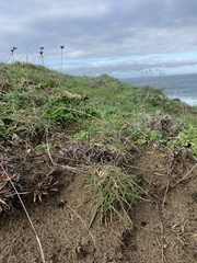 Agrostis blasdalei