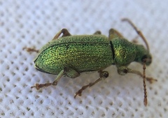 Phyllobius argentatus