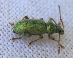 Phyllobius argentatus