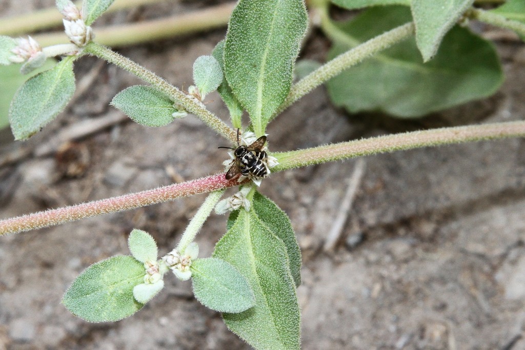 Brachynomada scotti