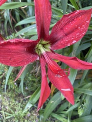 Hippeastrum aulicum