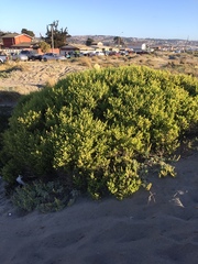 Baccharis vernalis