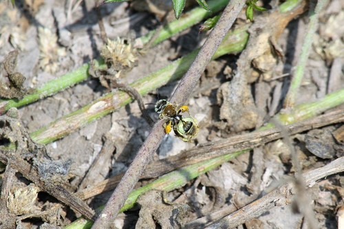 Acamptopoeum vagans