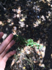 Berberis actinacantha