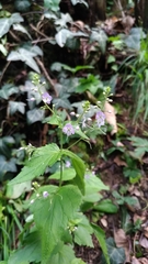 Veronica urticifolia