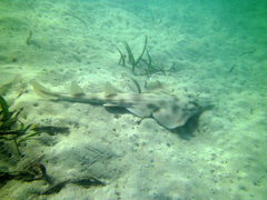 Aptychotrema rostrata