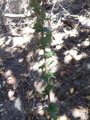 Berberis actinacantha