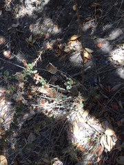 Berberis actinacantha