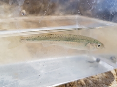 Atherinosoma microstoma