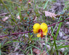 Bossiaea cordigera