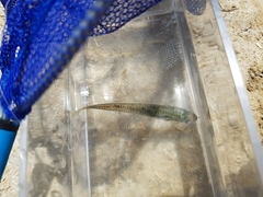 Atherinosoma microstoma