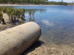 Atherinosoma microstoma