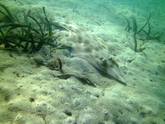 Aptychotrema rostrata