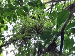 Tillandsia elongata