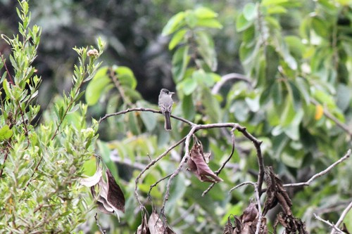 Tumbes Pewee (Contopus punensis), photo 3