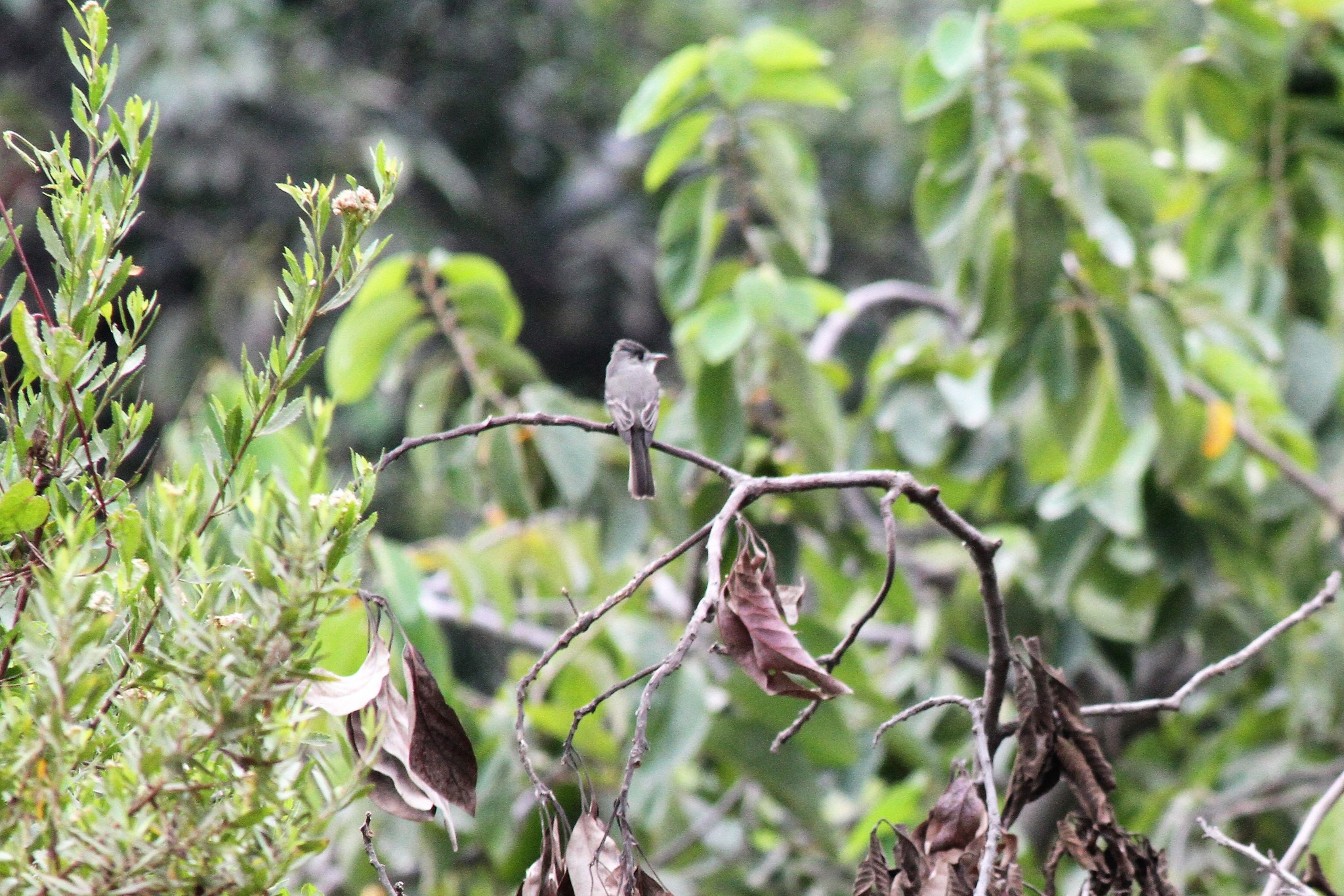 Tumbes Pewee (Contopus punensis), photo 7