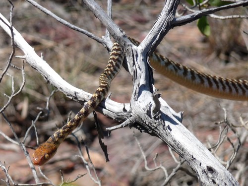 Brown Tree Snake sighting