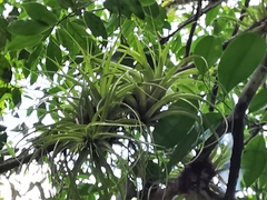 Tillandsia elongata