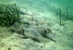 Aptychotrema rostrata