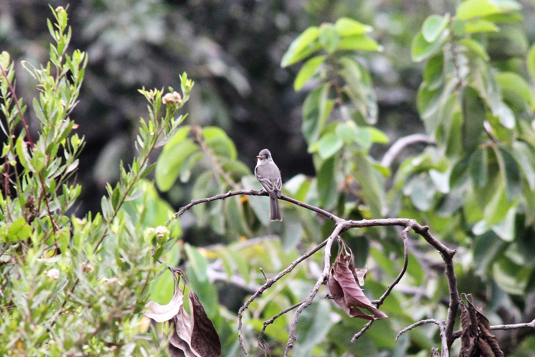 Tumbes Pewee (Contopus punensis), photo 6