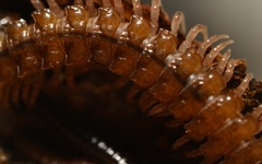 Polydesmus coriaceus