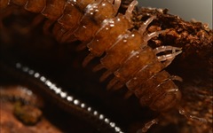 Polydesmus coriaceus