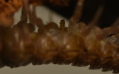 Polydesmus coriaceus