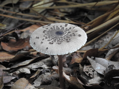Macrolepiota eucharis