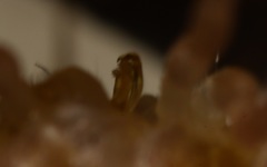 Polydesmus coriaceus