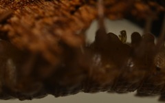 Polydesmus coriaceus