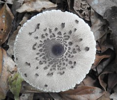 Macrolepiota eucharis