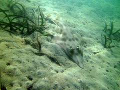 Aptychotrema rostrata