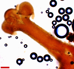 Stilbocrea macrostoma