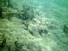 Aptychotrema rostrata