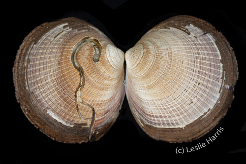 Hokkaido Bittersweet Clam