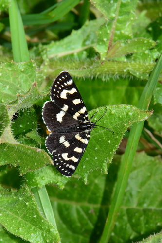 Willow-herb Day-moth