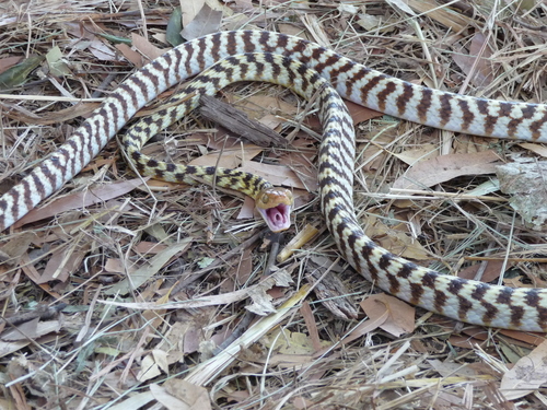 Brown Tree Snake sighting