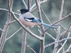 Garrulus lanceolatus