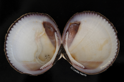 Hokkaido Bittersweet Clam