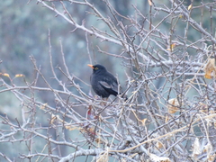 Turdus boulboul
