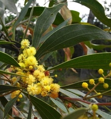 Acacia wardellii
