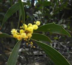 Acacia wardellii