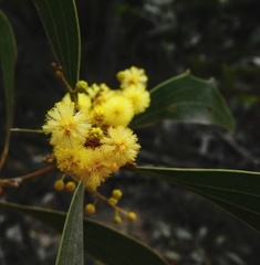 Acacia wardellii