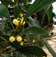 Acacia wardellii