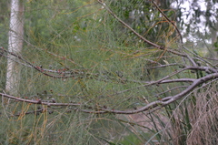 Allocasuarina emuina